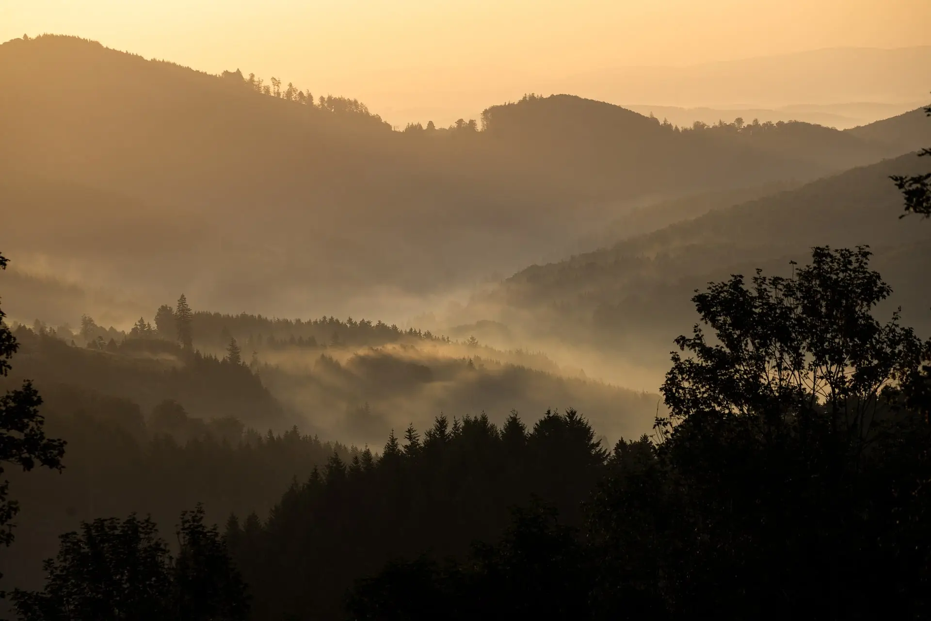 Forêt de conifères dans la brume au lever du soleil